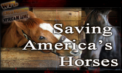 Saving America's Horses